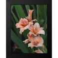 thumbnail image 2 of Bonin, Suzanne 19x24 Black Modern Framed Museum Art Print Titled - Peach Gladiolus, 2 of 5