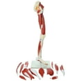 thumbnail image 5 of Axis Scientific Life-Size Human Leg Musculature Model — Detailed 15-Part Muscular Anatomy with Stand — Educational Anatomical Lower Limb Display - Includes Full Color Manual, 5 of 12