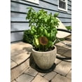 thumbnail image 5 of Parsley Herb Garden Stake, 5 of 5