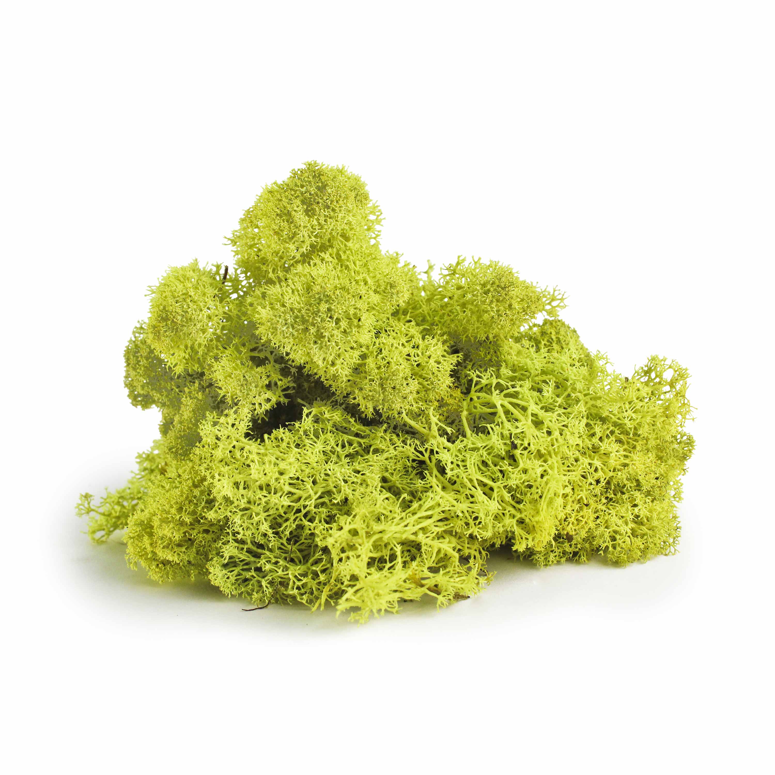ProFlora Preserved Reindeer Moss, Chartreuse Green