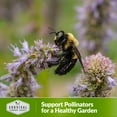 thumbnail image 6 of 3 Packs Hyssop Seeds - Hummingbird Mint - Non-GMO Heirloom Perennial Full Sun Herb, 6 of 6