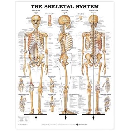 - The Skeletal System