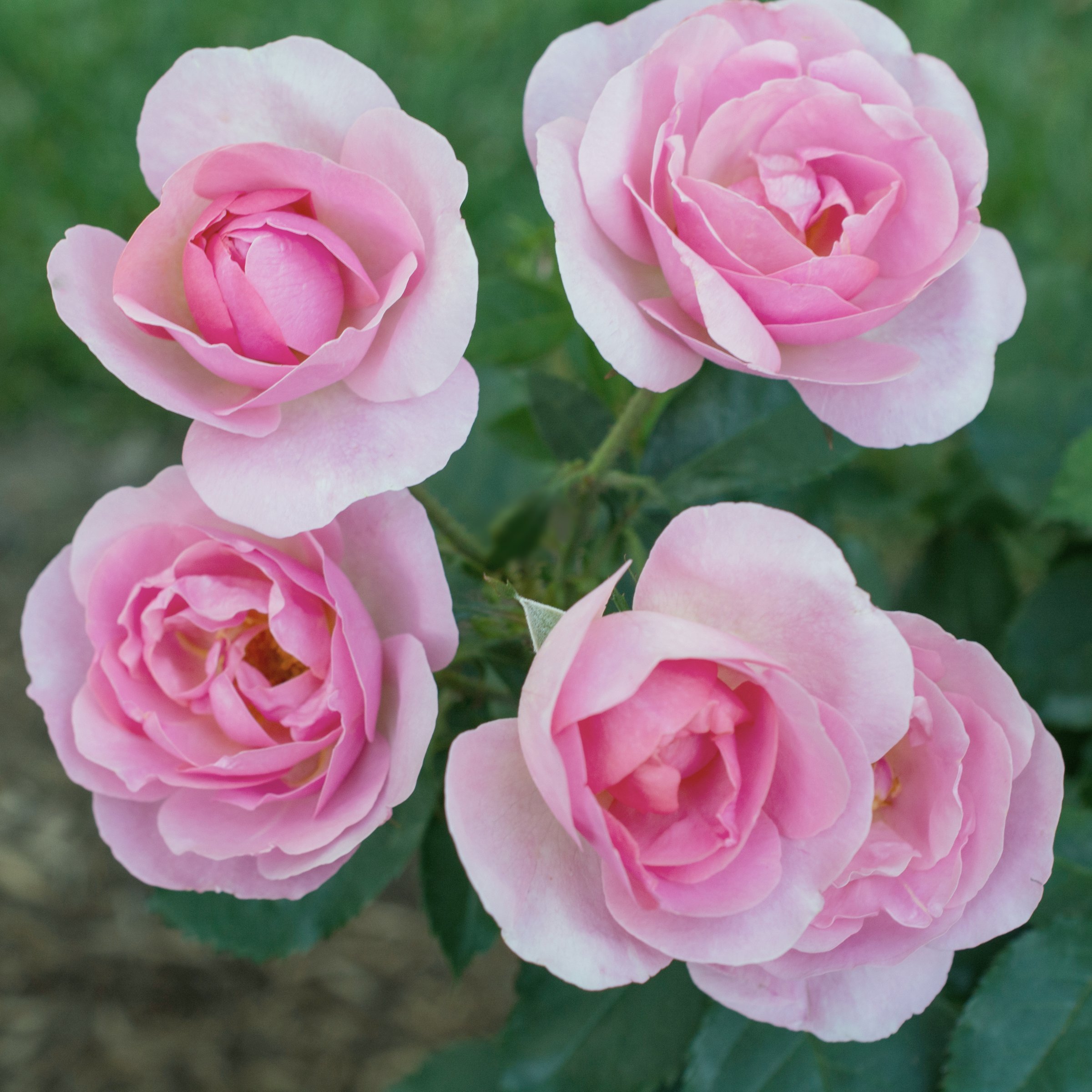 National Plant Network 1 gal. Rose Knockout Peachy