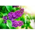 thumbnail image 2 of CZ Grain 40 Common Purple Lilac Bonsai Plant Seeds, 2 of 3