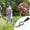 B, variant on Iron Weeding Rake with Handle, 2026 New 5/6/7/8 Teeth Garden Weed Puller Tool, Iron Rake for Yard Lawn and Garden (7 Teeth)