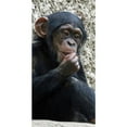 thumbnail image 2 of CafePress - Chimpanzee002 - Large Beach Towel, Soft 30"x60" Towel with Unique Design, 2 of 3