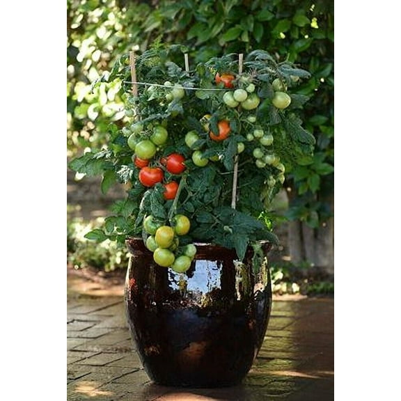 Sherwood's Seeds Little Napoli Heirloom Micro Dwarf Plum Tomato Seeds