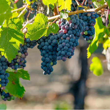 2 Wild Grape Vines Live Plants, 1–2 Ft Tall Climbing Grapevine Plants, Blue Black Fruit Vines for Garden and Trellis