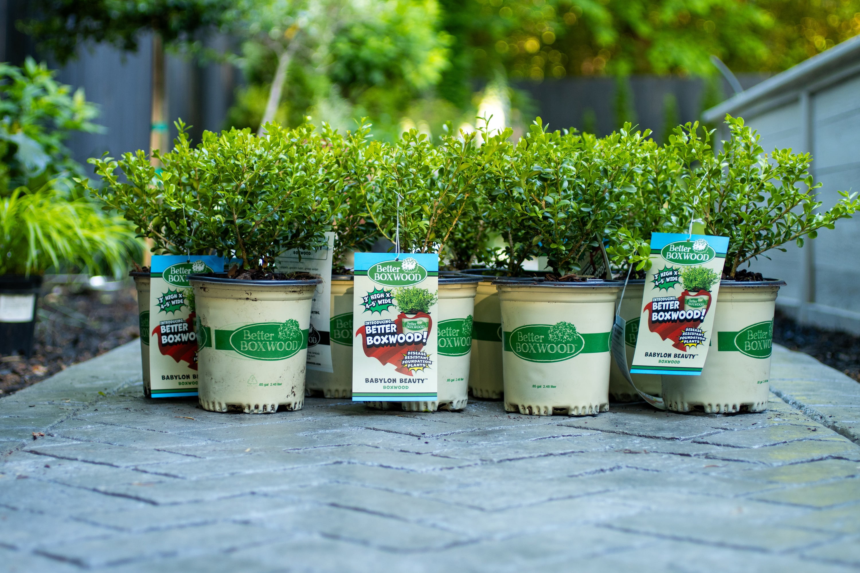 Better Boxwood Babylon Beauty (2.5 Qt.) Evergreen Full Sun Perennial Shrub with Glossy Green Foliage