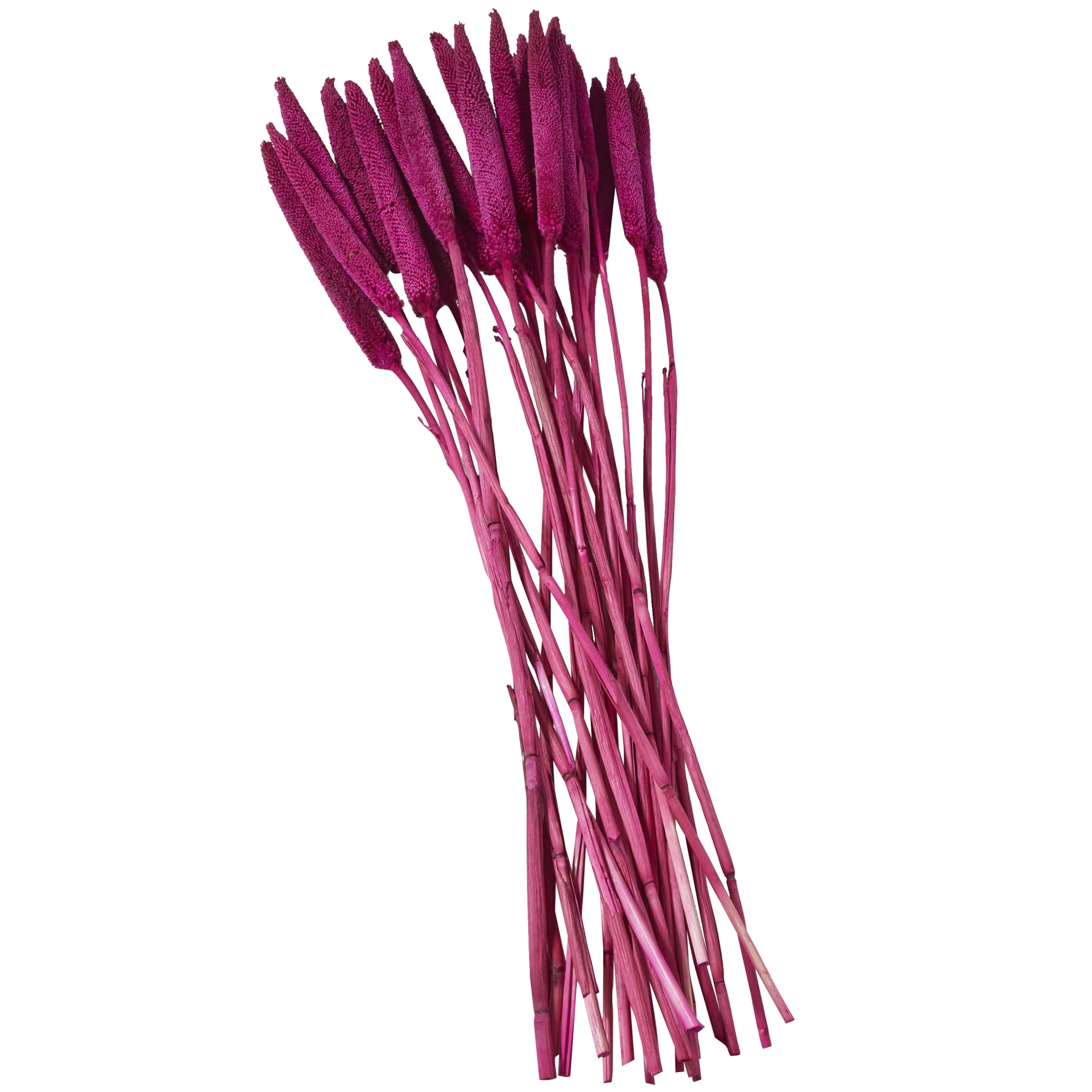 20" Dried Plant Natural Foliage Bunny Tail Bouquet with Long Stems, by DecMode