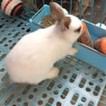 thumbnail image 4 of Flmtop Small Animal Rabbit Feet Mat Pet Hamster Grids Anti-slip Cage Nest Pad Blanket Blue, 4 of 8