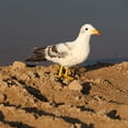 thumbnail image 2 of DOLITY Fake Artificial Bird Seagull Realistic Imitation Home Garden Decor 40cm #2 Seagull 2, 2 of 4