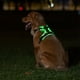thumbnail image 3 of Arnés Luminoso para Mascotas Arnés Luminoso para Perros Correa de Pecho Ajustable para Mascotas M, 3 of 8