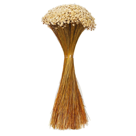 20" Dried Natural Starflower Bunch 8 oz.