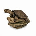 thumbnail image 3 of Aquascape Turtle on Log Spitter, 3 of 6