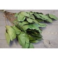 thumbnail image 5 of 1 Case, Preserved Lemon Leaf (Salal) - 8Lb Bulk Case - Copper for Wreaths, Dried Flower Arrangements, Table Centerpieces, Mantel Decorations, or Bouquets, 5 of 5