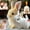 White+Brown, variant on Bunny Pal, Family Bunny, Libiyi/Petsboroâ¢ Bunnypal, Bunby - My Realistic Bunny Toy Wollera Horizons, Interactive Rabbit Toy - Jumping, Twitching, and Ears