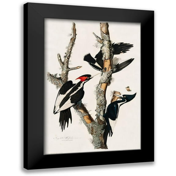 Audubon, John James 11x14 Black Modern Framed Museum Art Print Titled - Ivory-billed Woodpecker