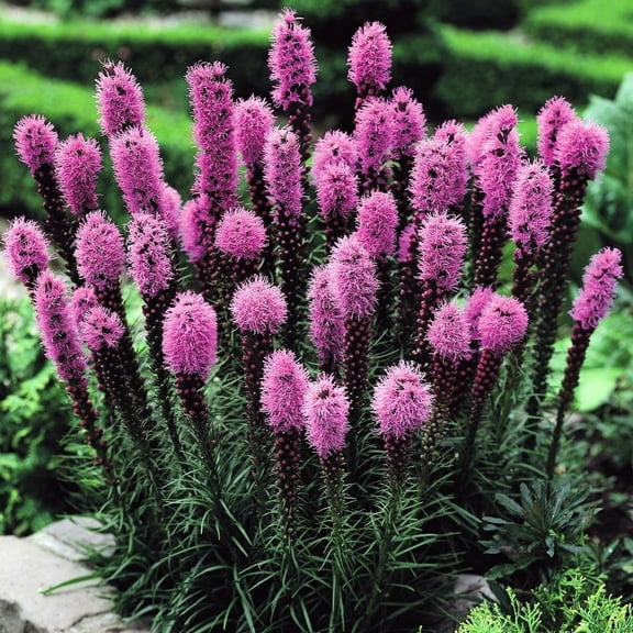 Liatris spicata purple - 20 flower bulbs
