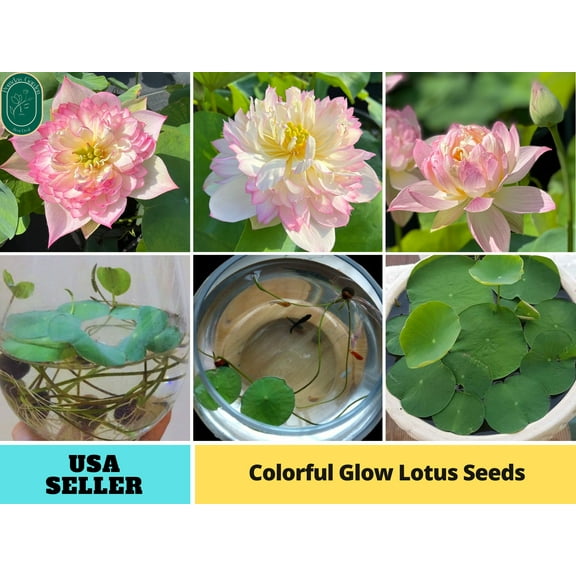 5 Rare Seeds| Colorful Glow Lotus Seeds - Indian Lotus (Nelumbo nucifera) Seeds - Flower Seeds - B3G1 #Q062