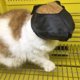 thumbnail image 1 of Ayudante de peluquero para gatos, mascarilla para gatos, mascarilla para peluquero para gatos, mascarilla para prevenir arañazos y mordeduras, máxima comodidad, 1 of 9