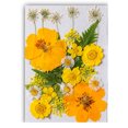 thumbnail image 2 of Flor seca natural DIY Decoraciones florales presionadas con flores en relieve conservadas hermosa decorativa para postal velas de scrapbooking amarillo sidaley HA010778-02, 2 of 7