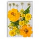 thumbnail image 2 of Flor seca natural DIY Decoraciones florales presionadas con flores en relieve conservadas hermosa decorativa para postal velas de scrapbooking amarillo Yuarrent HA010778-02, 2 of 7