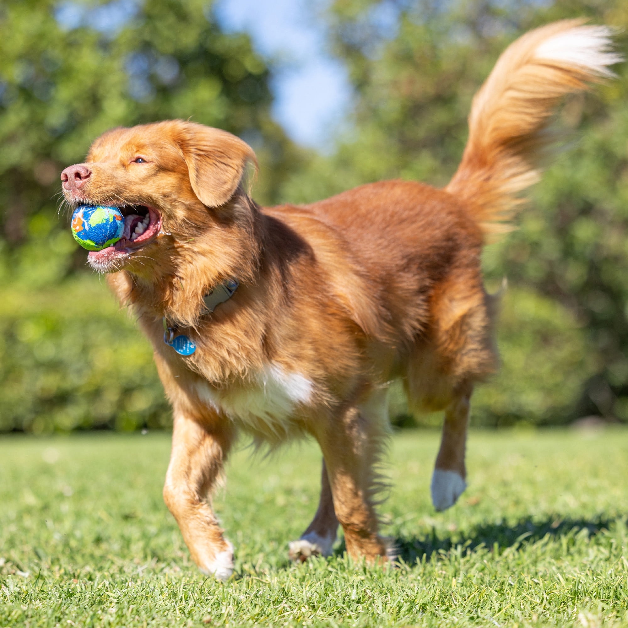 Chuckit! EcoFetch Recycled Rubber Dog Ball Fetch Toy for Dogs, Medium 2.5" for Pets 20 to 60 lbs, Pack of 1