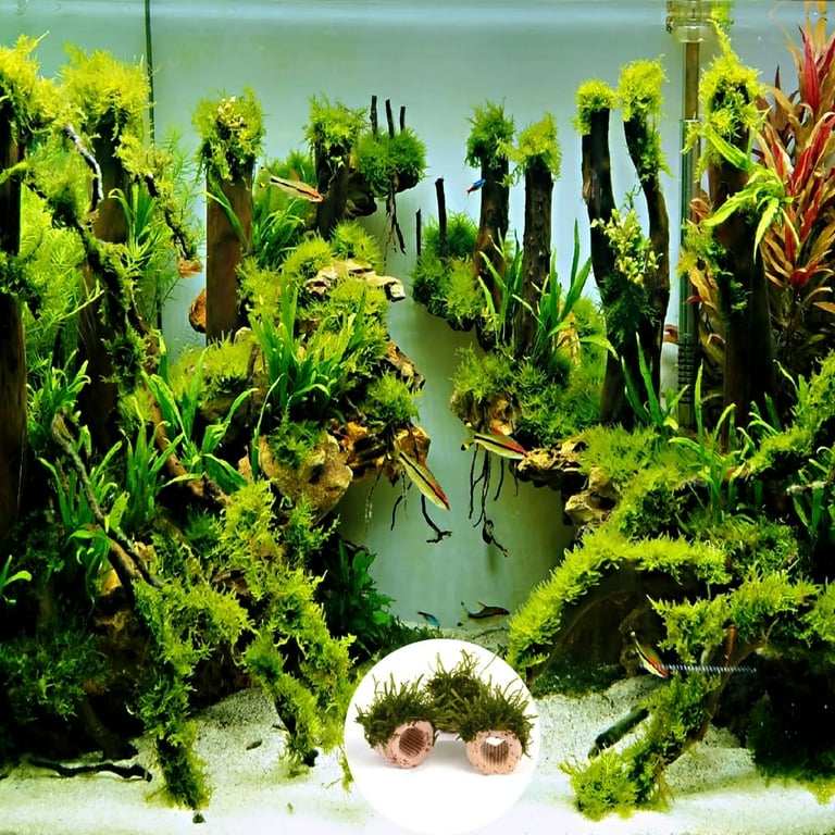 25Pcs Aquatic Water Plant Fixed Ring for Aquarium Landscape Ceramic Plant Pot Ring Tool Aquarium Decoration Fish Tank Accessories 1inch 25mm Walmart