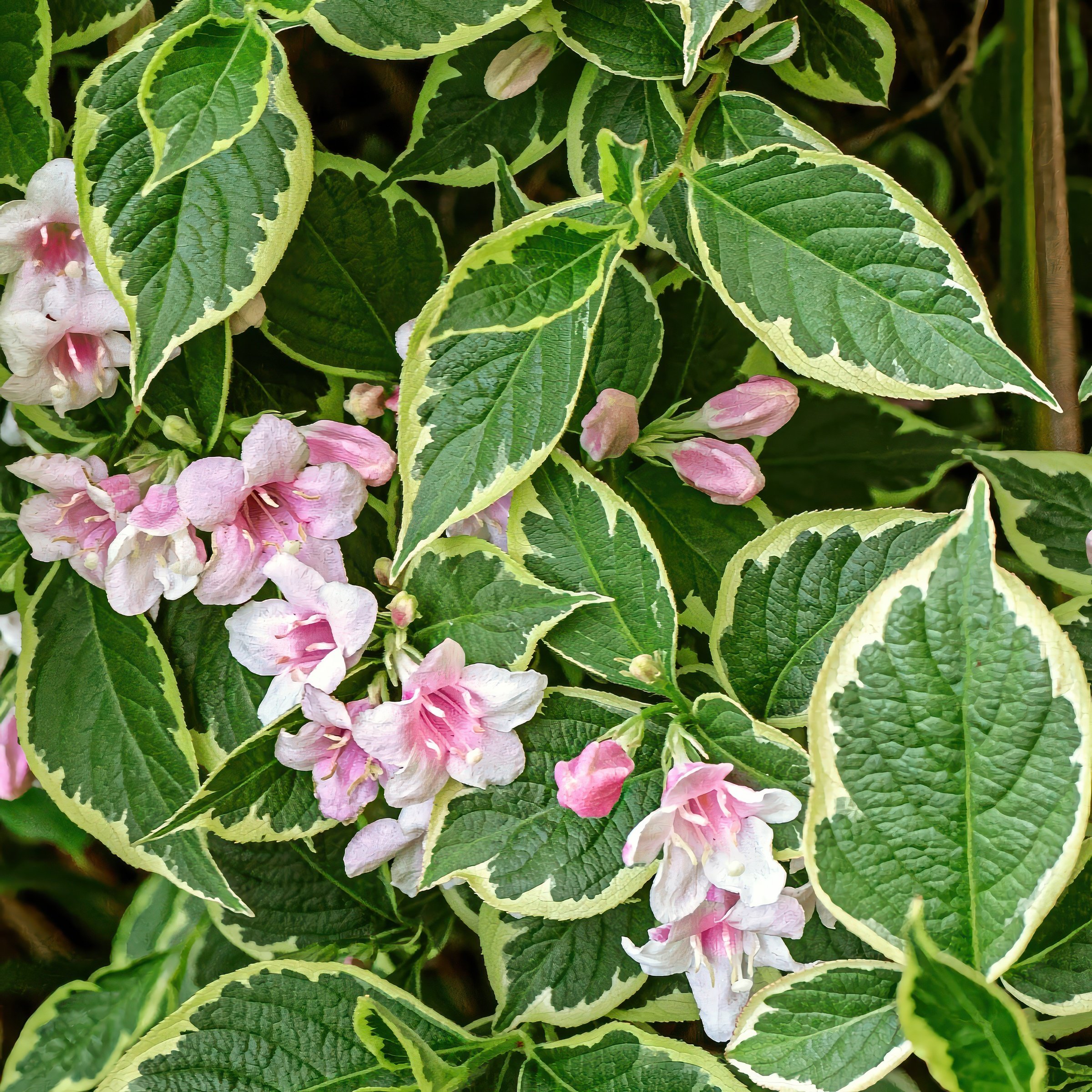 National Plant Network 4 in. Variegated Weigela Shrub (3-Pack)