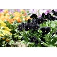 thumbnail image 5 of 50 BLACK PANSY Clear Crystals Viola Wittrockiana Flower Seeds, 5 of 10