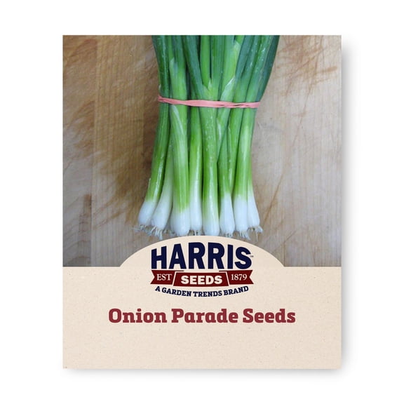 Onion Seeds - Parade Organic Variety Onion Seeds - Non-GMO - 50 Seeds