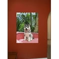 thumbnail image 2 of Wallhogs Husky Wall Mural, 2 of 2