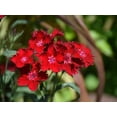 thumbnail image 4 of 30 Telstar Crimson Red Carnations Seeds - Heirloom Dianthus for Garden Blooms, 4 of 6