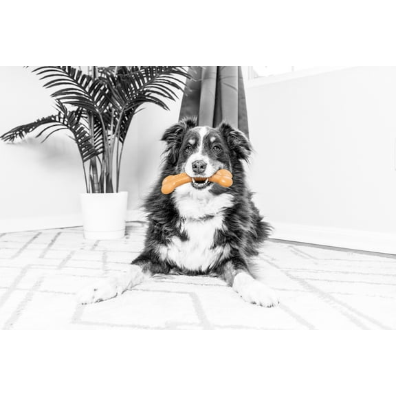 Pet Qwerks BarkBone Natural Instincts Flavorit Nylon Dog Chew Toy, Allergen Free Peanut Butter Infused, Medium 6.4", For Aggressive Tough Chewers