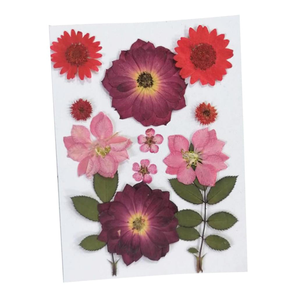 FVDPWYE 6Pcs Real Pressed Dried Flower Leaves for DIY Scrapbooking CardMaking Art Crafts