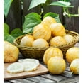 thumbnail image 6 of TomorrowSeeds - Lemon Cucumber Seeds - 150+ Count - For 2025 Planting Yellow Golden Crystal Apple, 6 of 11