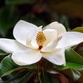 thumbnail image 2 of Brighter Blooms - Southern Magnolia, 2-3 ft. - No Shipping to AK, AZ, HI, OR, 2 of 4