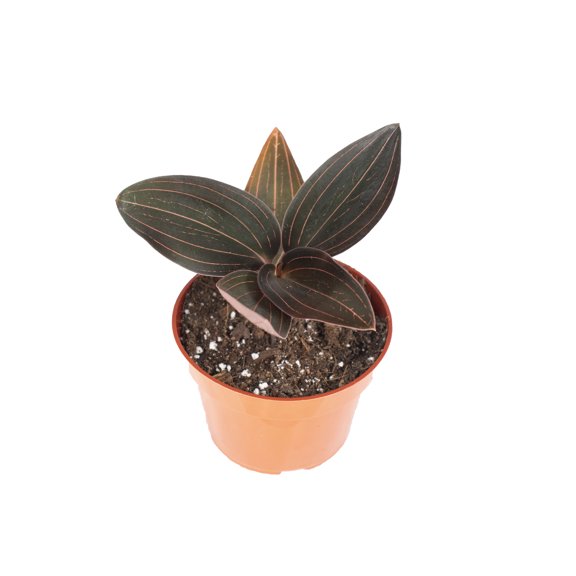 Black Jewel Orchid - 4" from California Tropicals
