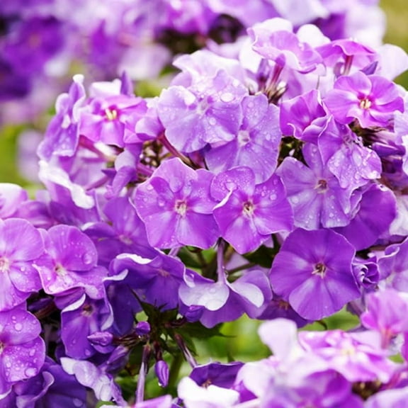 Blue Boy Tall Phlox Flower Root - Pleasantly Scented - Naturalizing - Perennializing - Easy to Grow Live Plants - Outdoor Garden