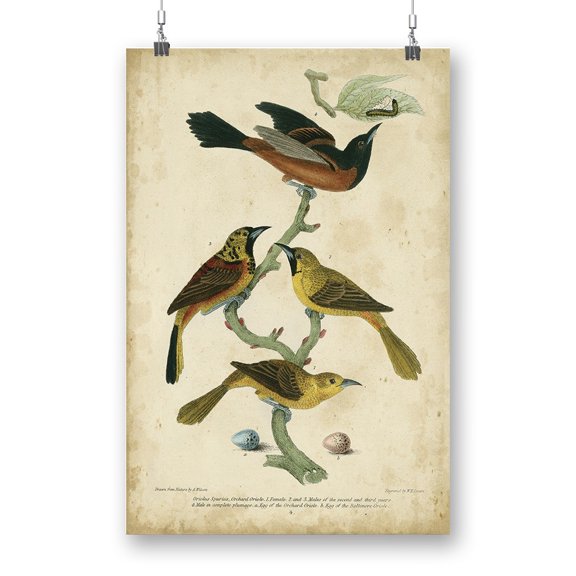 Orchard And Birds Poster - Alexander Wilson Designs,