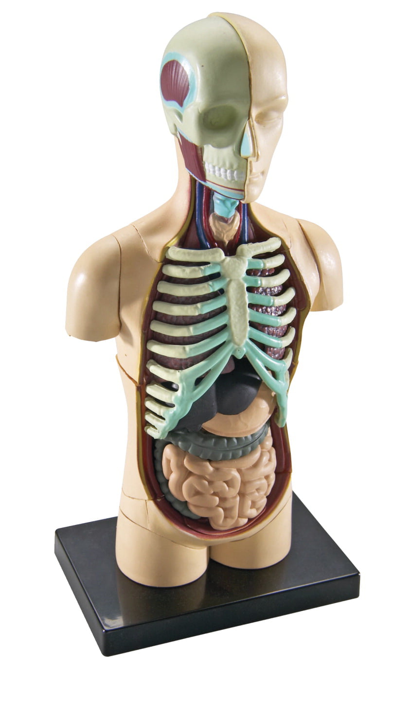 The Human Body Torso Kit Learning Resources Anatomy Model Human Body 