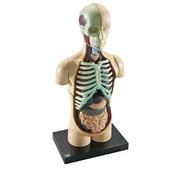 Learning Resources Human Body Model