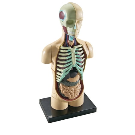 Learning Resources Human Body Model