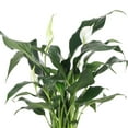 thumbnail image 4 of Thorsen's Greenhouse Live Peace Lily Plant - Air Purifying - Low Light - 6" Decorative Pot Cover, 4 of 5