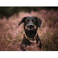 thumbnail image 3 of ProDen PlaqueOff System Dental Care Bones with Turkey & Cranberry Flavor for Dogs 17 oz, 3 of 4