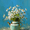 Daisies in Kettle, variant on Qisvanset Money Crown Woman Fashion Poster Canvas Print 15.75x11.81 Inches