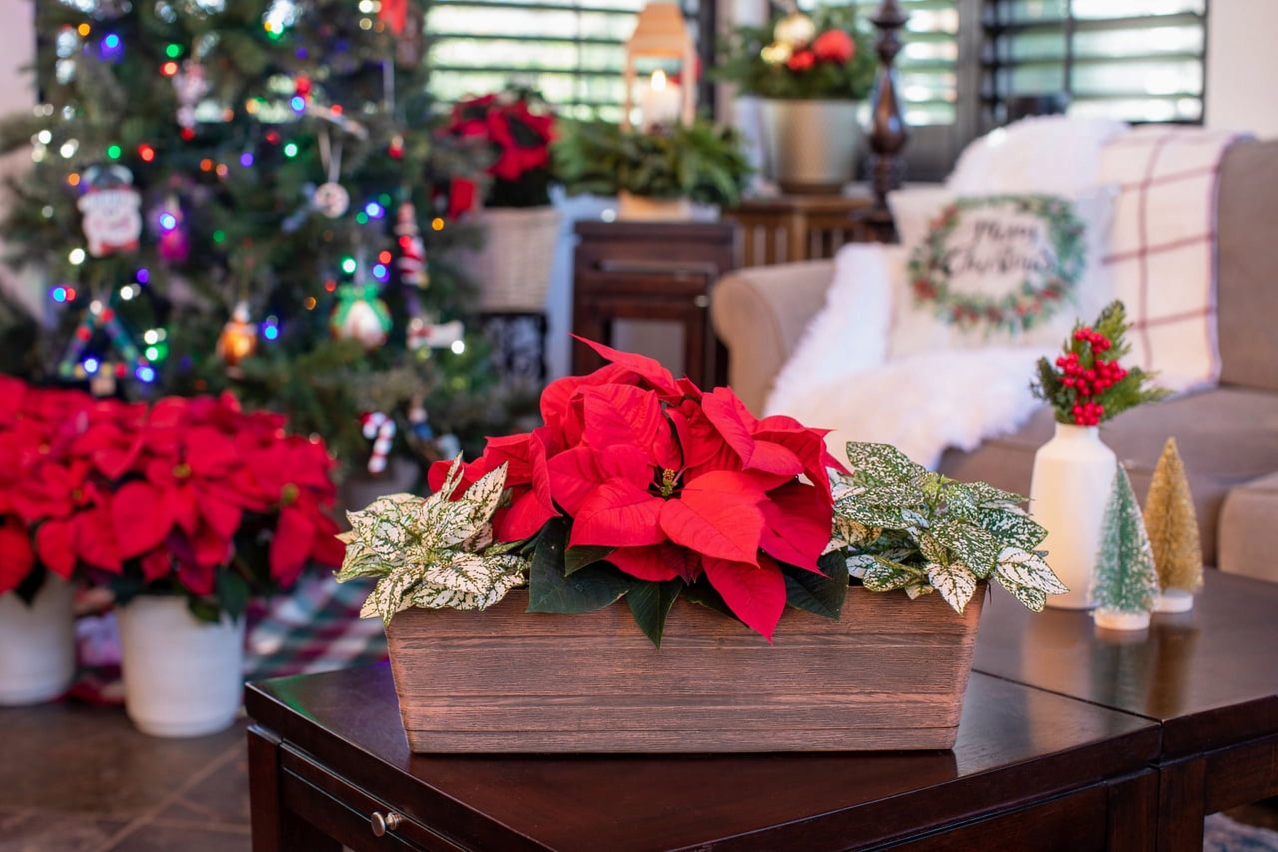 Holiday Time 1Gal Poinsettia Foliage Live Houseplant Decorative Plastic Centerpiece Indirect Sunlight