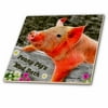 3dRose Penny Pig - Ceramic Tile, 4-inch