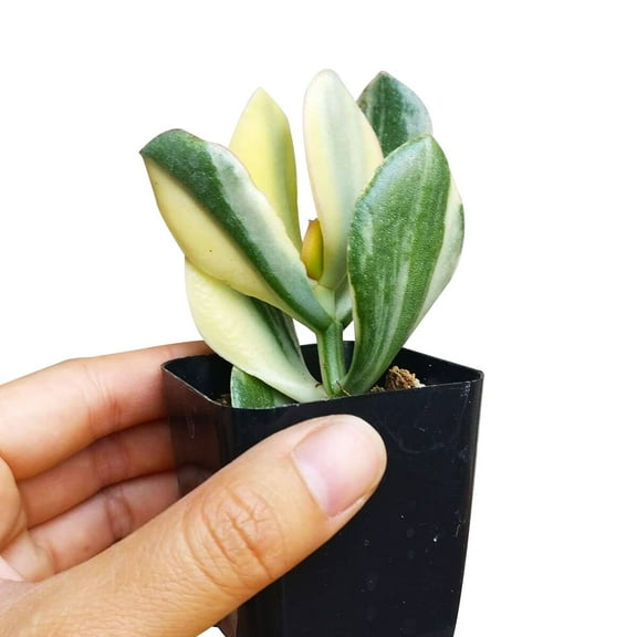 Crassula Hummel's Sunset Succulent (2" Plastic Pot) - Tiny, Lovely, Easy to Care Succulent for Beginners - Live Healthy Succulent for Home Office